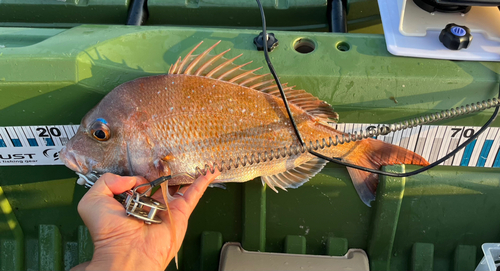 タイの釣果