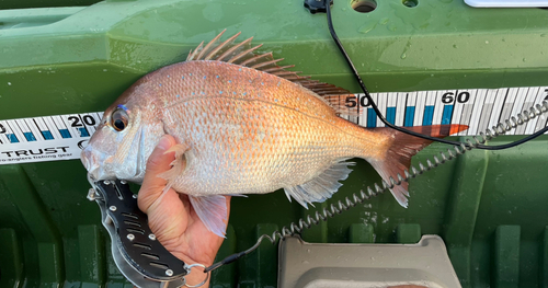 タイの釣果