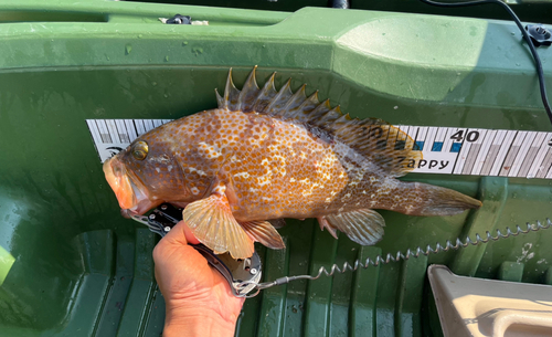 アコウの釣果