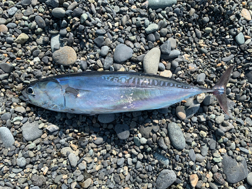 ソウダガツオの釣果