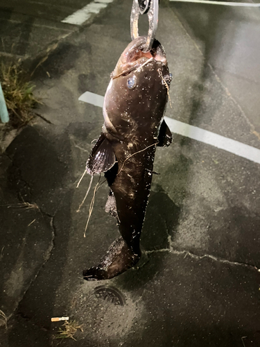 マナマズの釣果