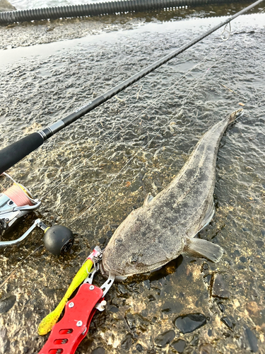 マゴチの釣果