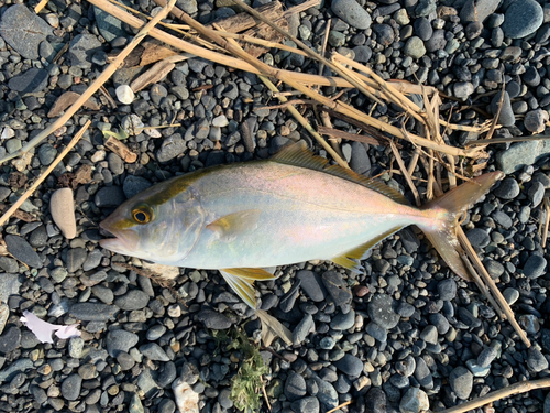 ショゴの釣果