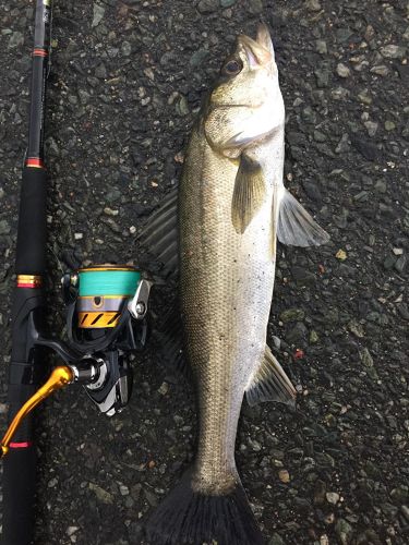 セイゴ（マルスズキ）の釣果