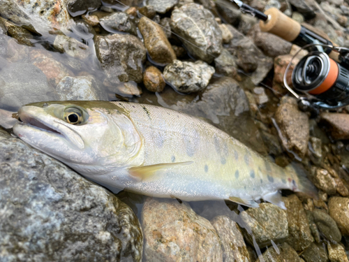 ヤマメの釣果