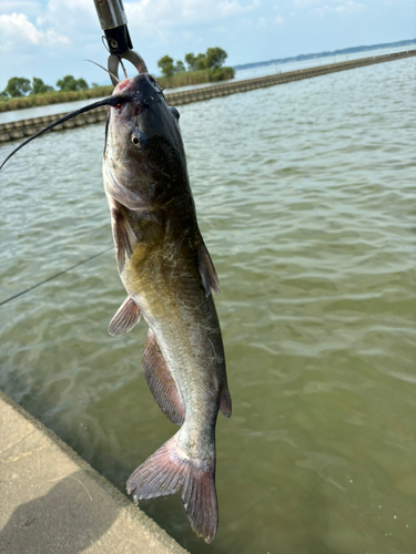 アメリカナマズの釣果