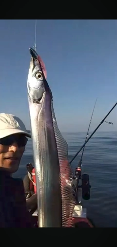 タチウオの釣果