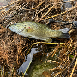 スモールマウスバス