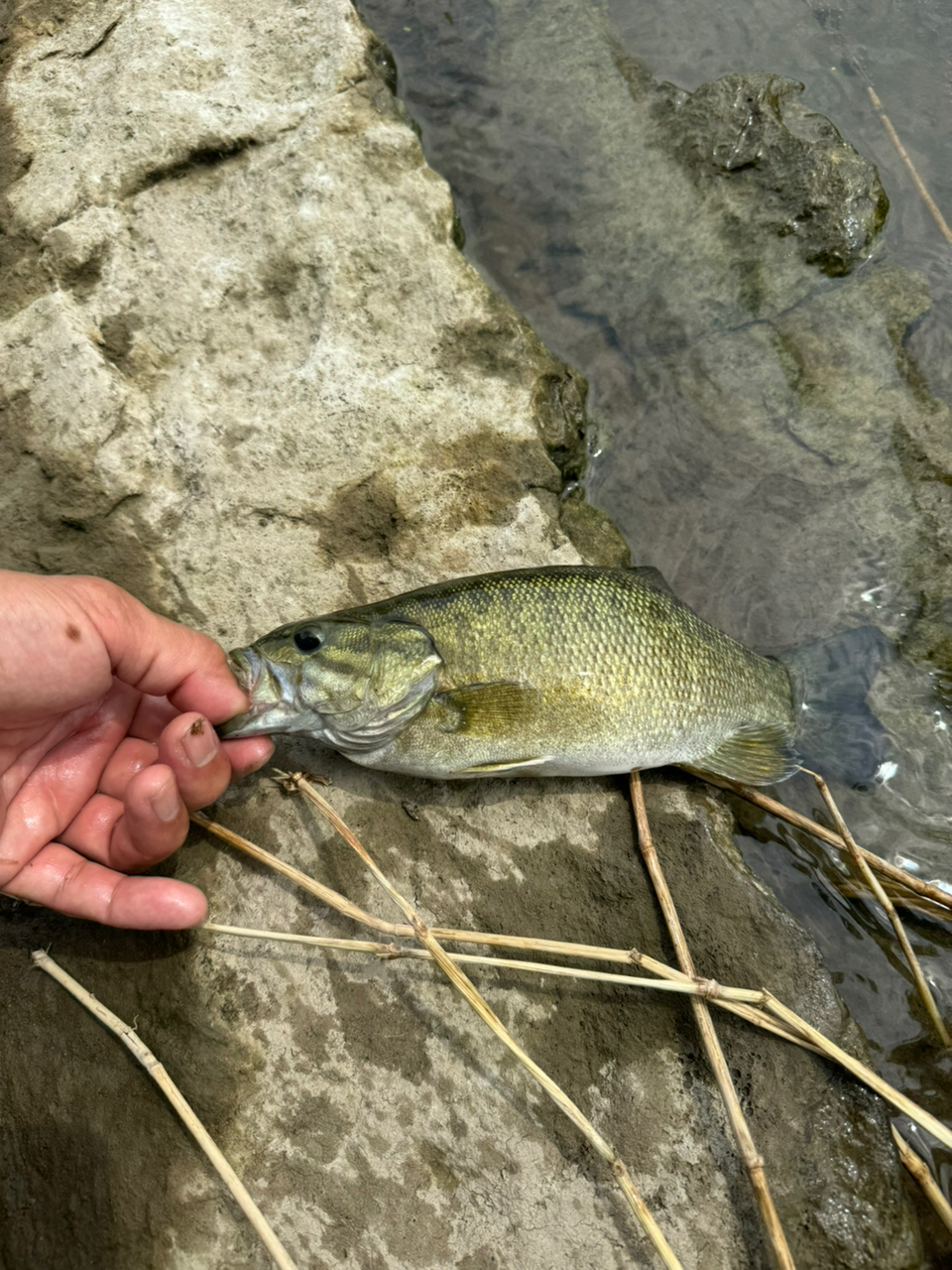 スモールマウスバス