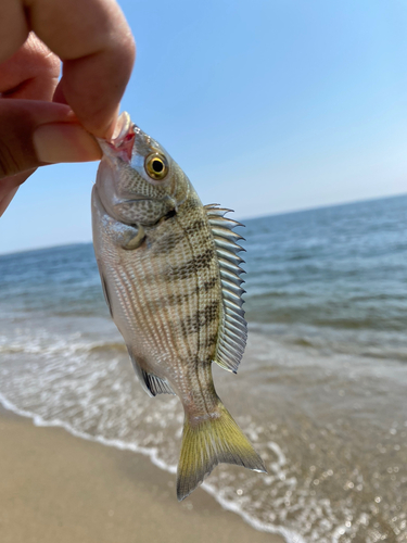 キビレの釣果