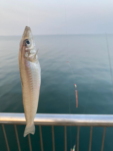 シロギスの釣果