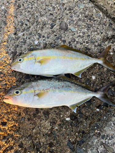 ネリゴの釣果