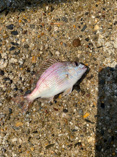 チャリコの釣果