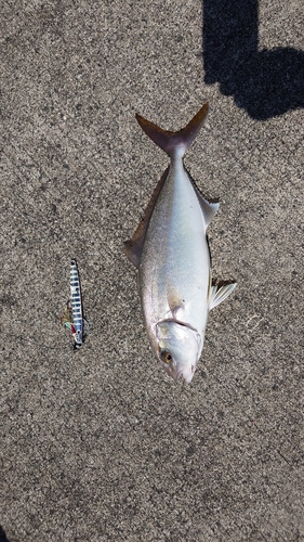 カンパチの釣果