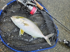 ショゴの釣果