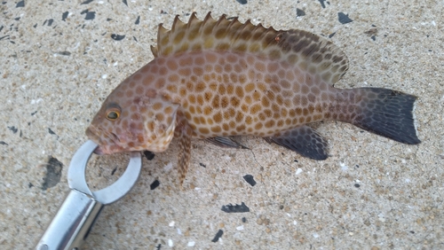 オオモンハタの釣果