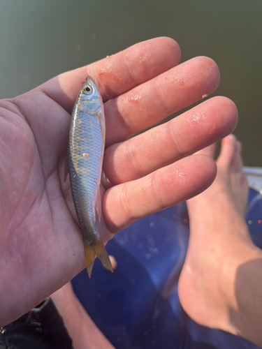 オイカワの釣果