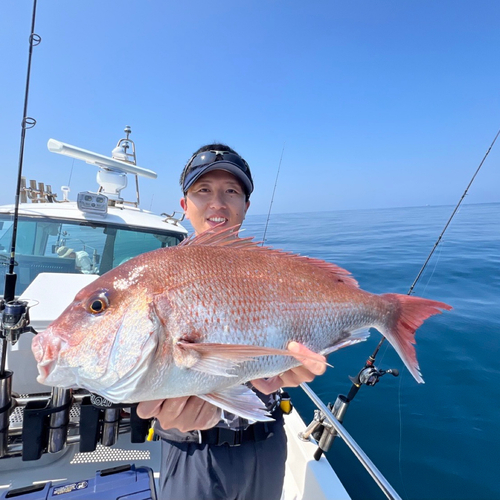 マダイの釣果