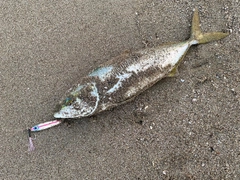 ワカシの釣果