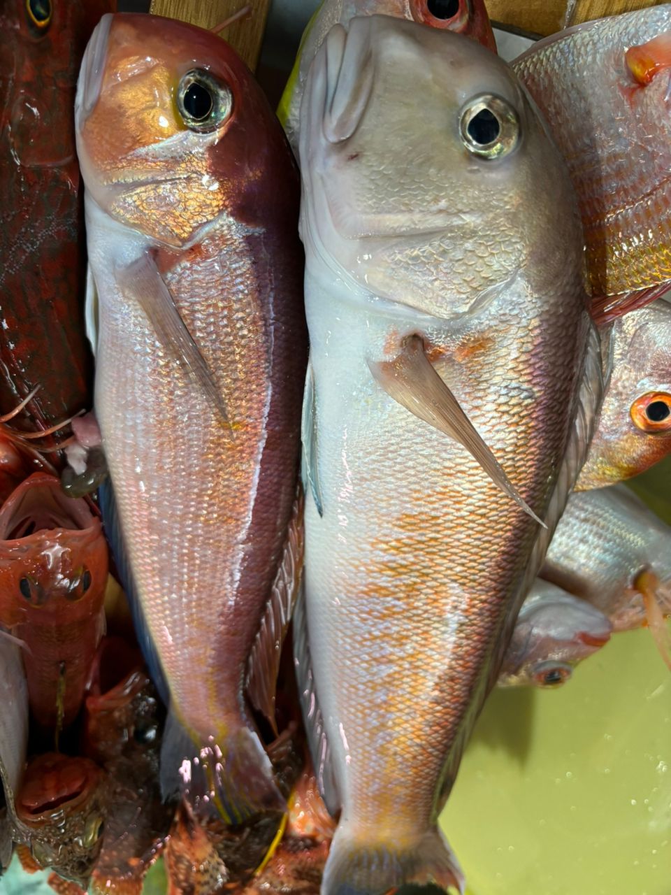 マ.メさんの釣果 1枚目の画像