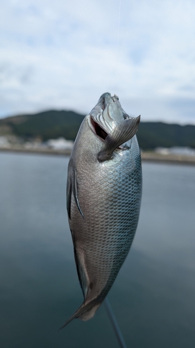 釣果