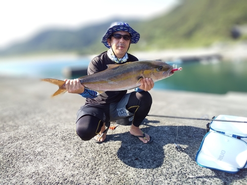 カンパチの釣果