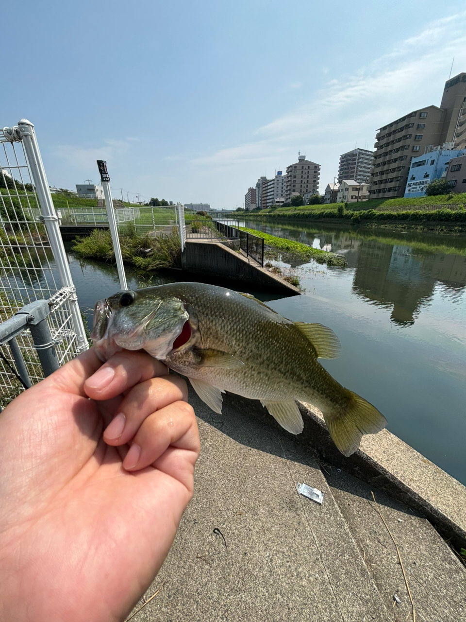 ブラックバス