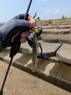 ハゼの釣果