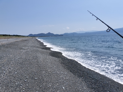 ソウダガツオの釣果