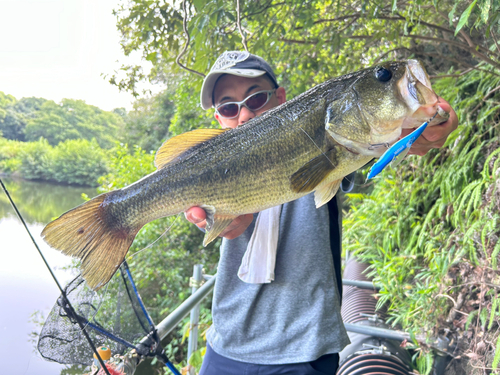 ブラックバスの釣果