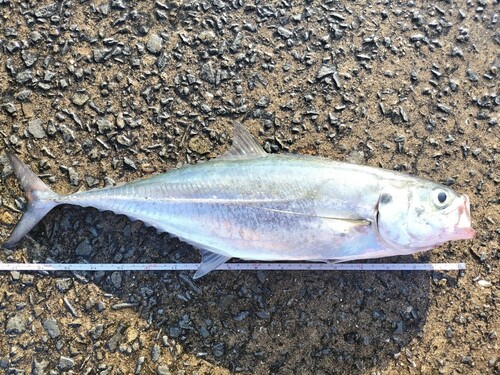 オニアジの釣果