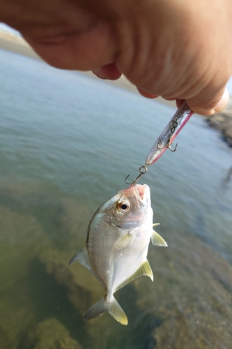 メッキの釣果