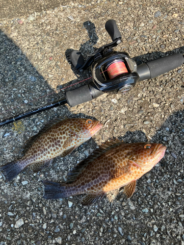 オオモンハタの釣果