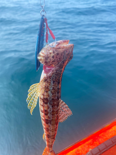 エソの釣果