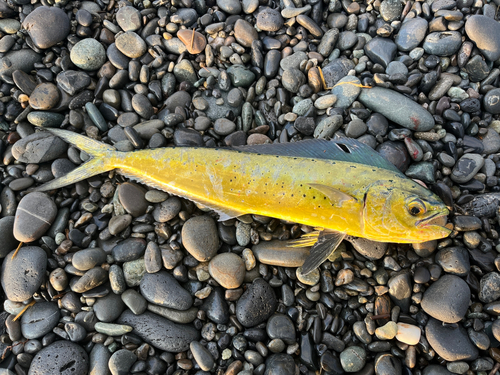 シイラの釣果