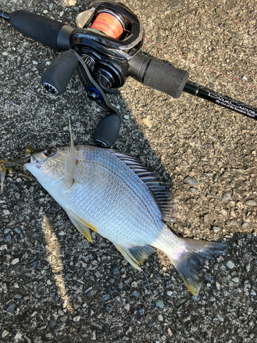 キビレの釣果