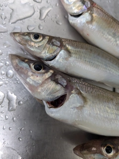 シロギスの釣果