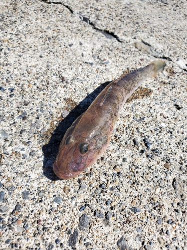 ハゼの釣果