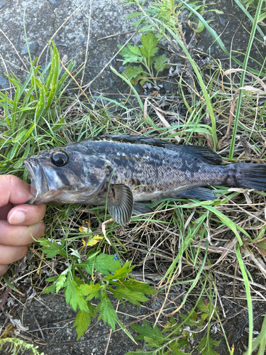 ソイの釣果