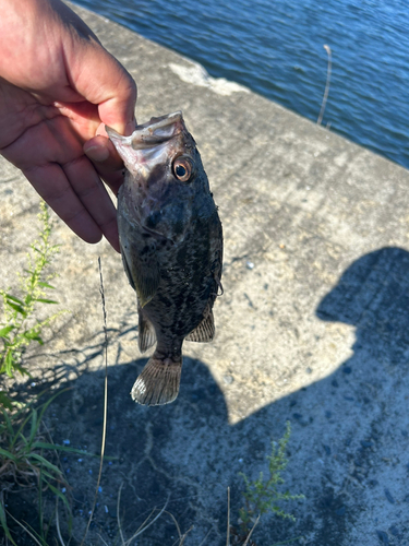 ソイの釣果