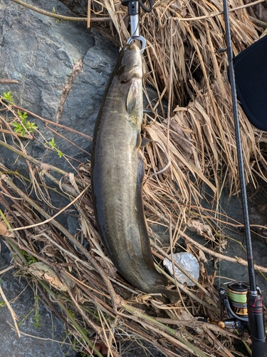 ナマズの釣果