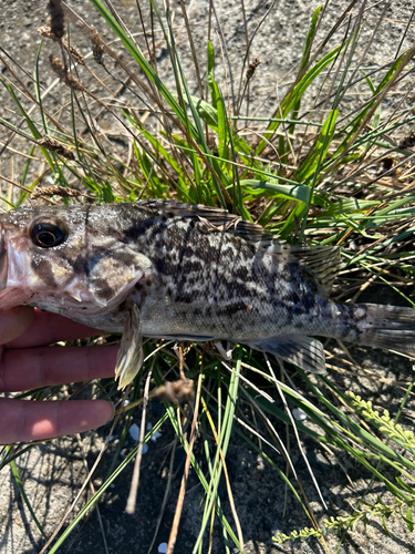 ソイの釣果