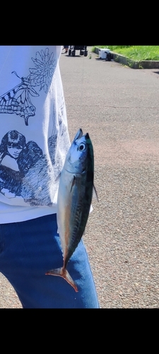 ソウダガツオの釣果