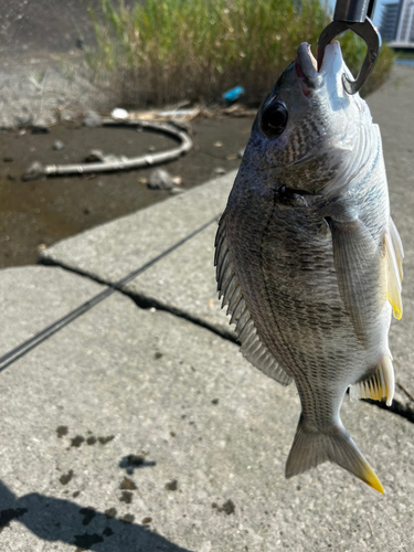 キビレの釣果