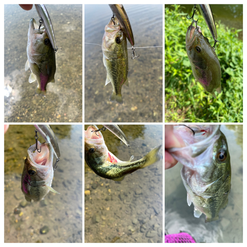 ブラックバスの釣果