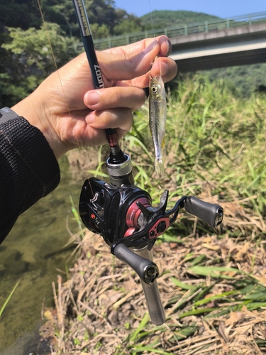 カワムツの釣果