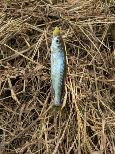 オイカワの釣果