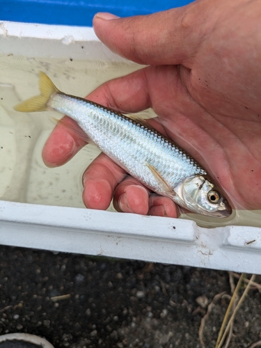 オイカワの釣果