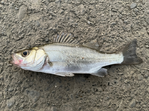 ハゼの釣果