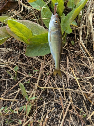 オイカワの釣果